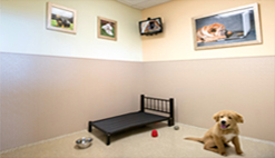 luxury-dog-hotel-room-with-bed-at-doggie-hotel-near-you
